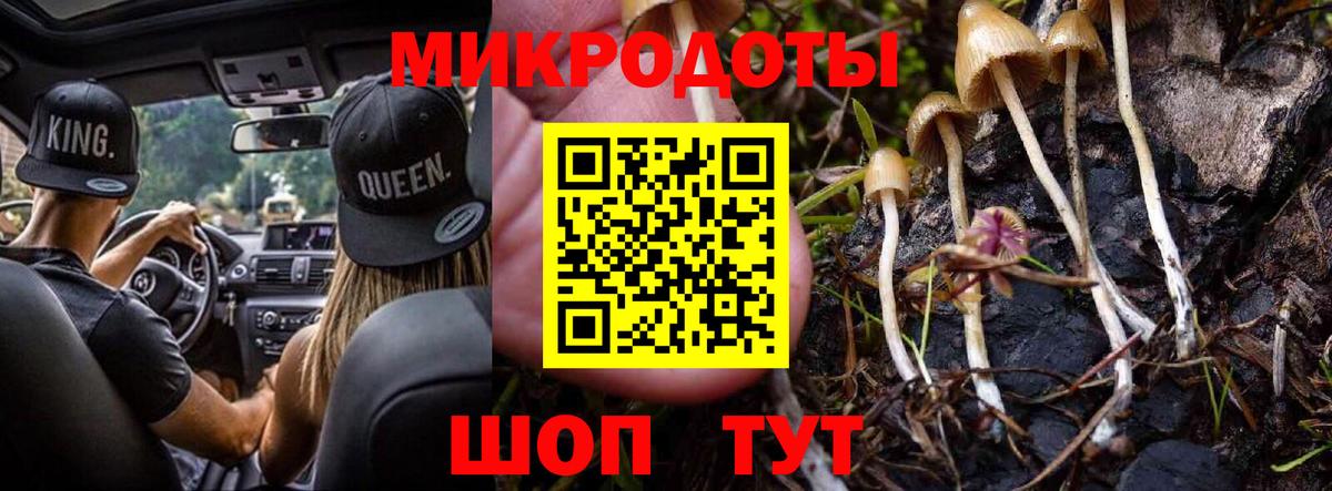 Галлюциногенные грибы Psilocybe Подольск